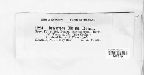 Lachnellula ellisiana image